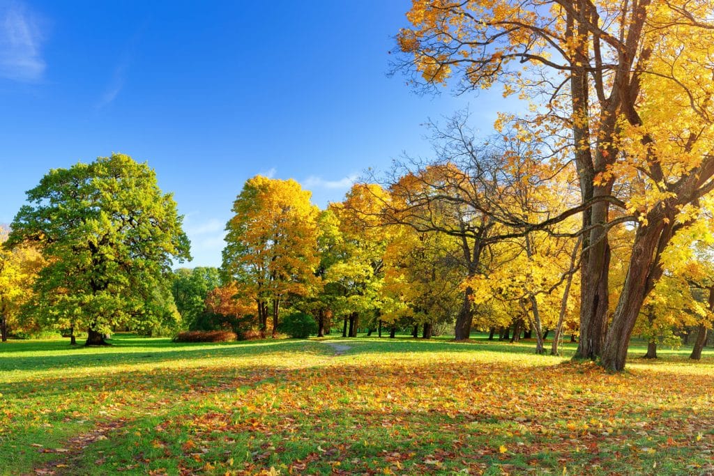 fall-trees