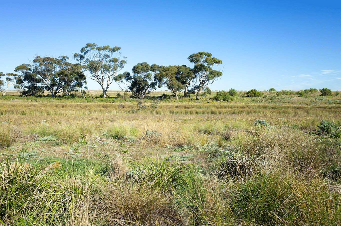Unkempt Land